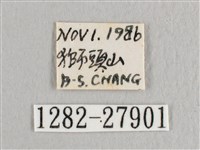 彎黑黃鉤蛾藏品圖，第3張