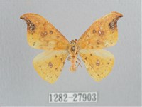 銀斑黃鉤蛾藏品圖，第1張