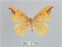 銀斑黃鉤蛾藏品圖，第2張