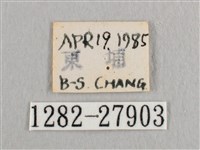 銀斑黃鉤蛾藏品圖，第3張