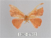 接骨木帶鉤蛾藏品圖，第1張