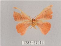 接骨木帶鉤蛾藏品圖，第2張