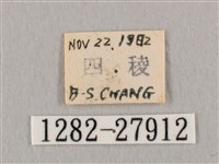 接骨木帶鉤蛾藏品圖，第3張