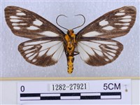 巨網燈蛾藏品圖，第2張