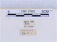 巨網燈蛾藏品圖，第3張