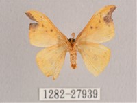 銀斑黃鉤蛾藏品圖，第2張