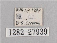 銀斑黃鉤蛾藏品圖，第3張