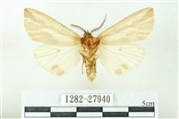 赭新污燈蛾藏品圖，第2張