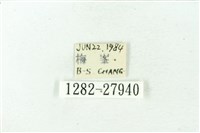 赭新污燈蛾藏品圖，第3張