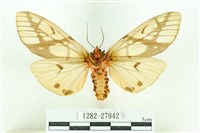 乳白斑燈蛾藏品圖，第2張