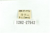 乳白斑燈蛾藏品圖，第3張