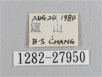 銀斑黃鉤蛾藏品圖，第3張