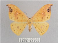 銀斑黃鉤蛾藏品圖，第1張