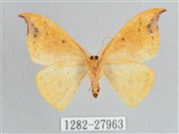 銀斑黃鉤蛾藏品圖，第2張