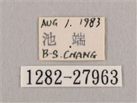 銀斑黃鉤蛾藏品圖，第3張