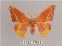 鉛斑帶鉤蛾藏品圖，第1張