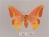 鉛斑帶鉤蛾藏品圖，第2張