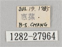 鉛斑帶鉤蛾藏品圖，第3張