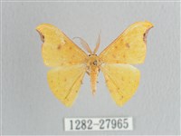 彎黑黃鉤蛾藏品圖，第1張