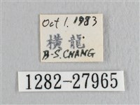 彎黑黃鉤蛾藏品圖，第3張