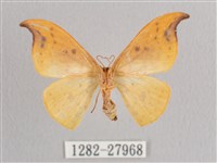 銀斑黃鉤蛾藏品圖，第2張