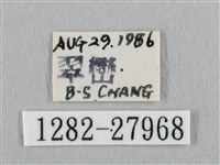 銀斑黃鉤蛾藏品圖，第3張