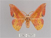 鉛斑帶鉤蛾藏品圖，第1張