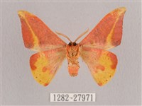 鉛斑帶鉤蛾藏品圖，第2張