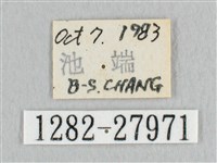 鉛斑帶鉤蛾藏品圖，第3張