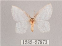 波帶白鉤蛾藏品圖，第2張