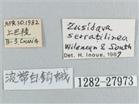 波帶白鉤蛾藏品圖，第3張