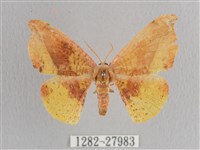 接骨木帶鉤蛾藏品圖，第1張