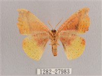 接骨木帶鉤蛾藏品圖，第2張