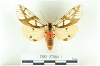 乳白斑燈蛾藏品圖，第1張