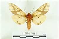 乳白斑燈蛾藏品圖，第2張