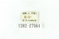 乳白斑燈蛾藏品圖，第3張