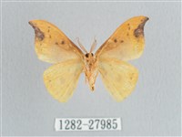 銀斑黃鉤蛾藏品圖，第2張