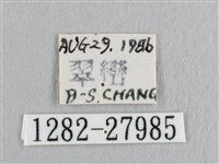 銀斑黃鉤蛾藏品圖，第3張