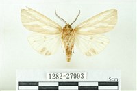 赭新污燈蛾藏品圖，第2張