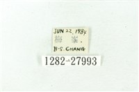 赭新污燈蛾藏品圖，第3張