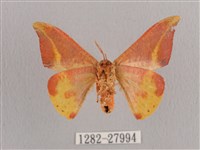 鉛斑帶鉤蛾藏品圖，第2張