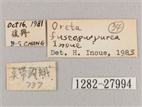 鉛斑帶鉤蛾藏品圖，第3張