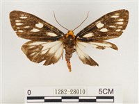 巨網燈蛾藏品圖，第1張