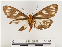 巨網燈蛾藏品圖，第2張