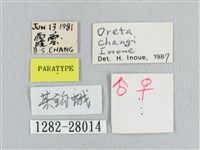 黑斜帶鉤蛾藏品圖，第3張