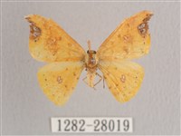 銀斑黃鉤蛾藏品圖，第1張