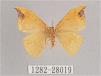 銀斑黃鉤蛾藏品圖，第2張