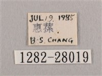 銀斑黃鉤蛾藏品圖，第3張