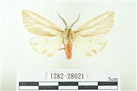 赭新污燈蛾藏品圖，第1張