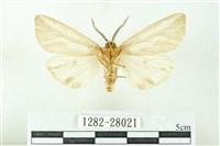 赭新污燈蛾藏品圖，第2張